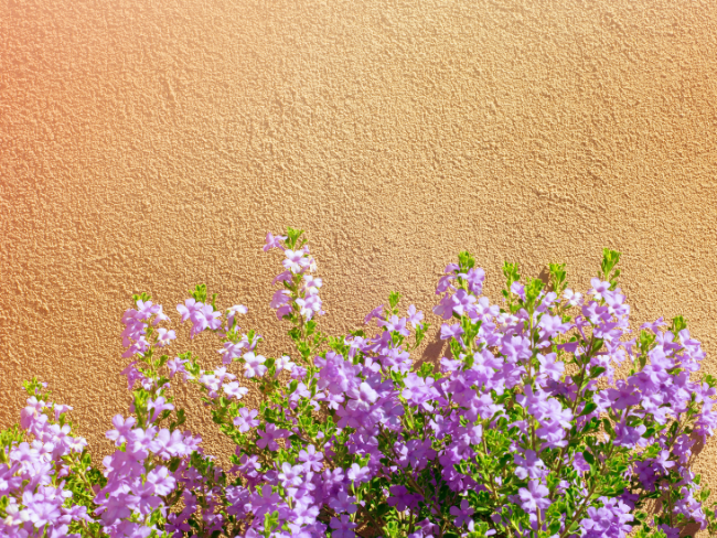 Medium rough stucco Medium rough stucco